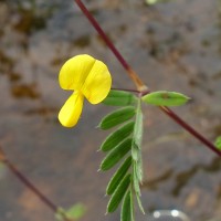 Smithia sensitiva Aiton